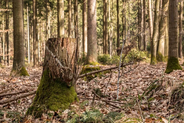 Trozo de un árbol en medio del bosque — Foto de Stock
