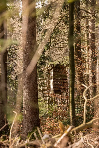 Ormanın ortasında yükseltilmiş gizle — Stok fotoğraf