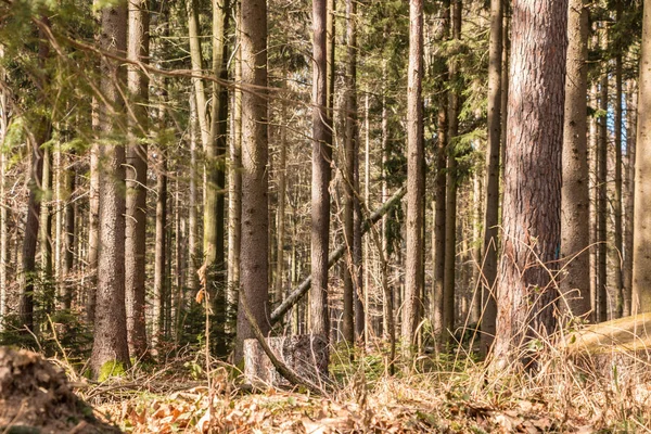 Bäume mitten im Wald — Stockfoto