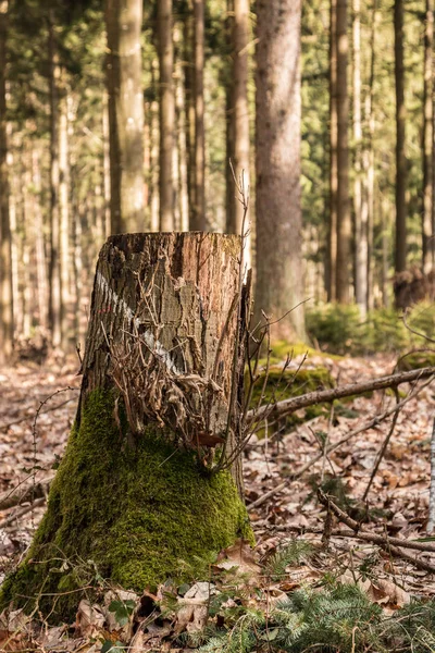 Trozo de un árbol en medio del bosque — Foto de Stock