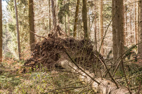 森林中央的大倒下的树木 — 图库照片