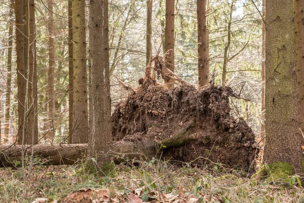 Ormanın ortasında büyük devrilen ağaçlar — Stok fotoğraf