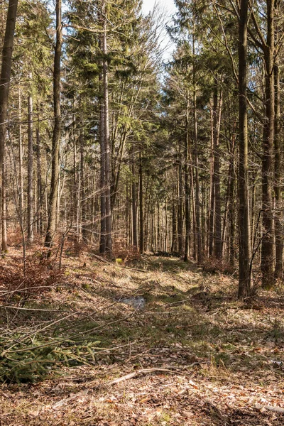Árboles en medio del bosque — Foto de Stock