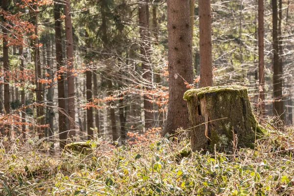 森林中央的一棵树的树桩 — 图库照片