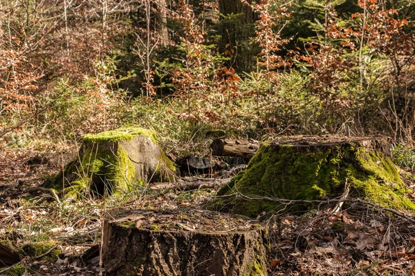 Trozo de un árbol en medio del bosque — Foto de Stock