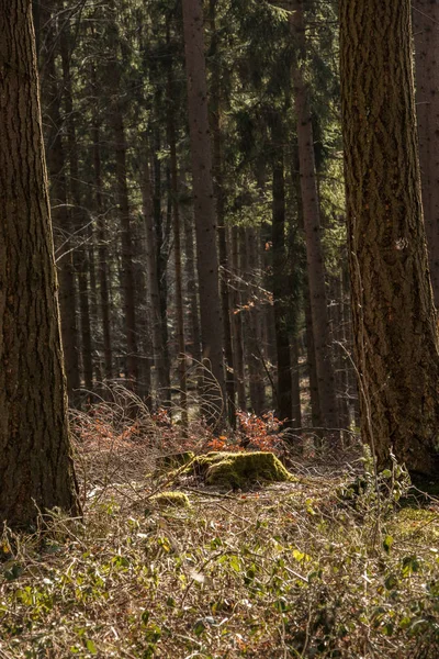 Trozo de un árbol en medio del bosque — Foto de Stock