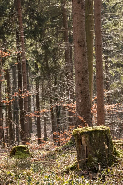 Ormanın ortasında bir ağaç güdük — Stok fotoğraf