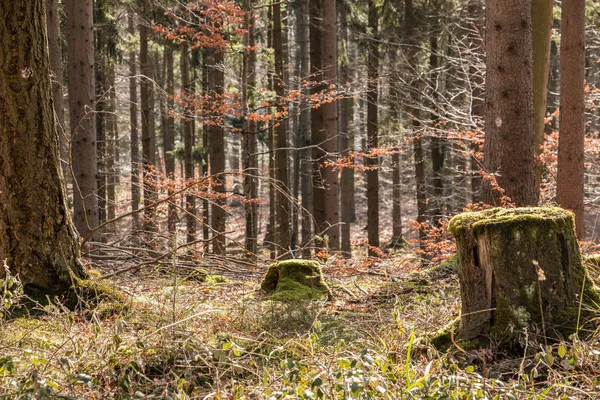 Ormanın ortasında bir ağaç güdük