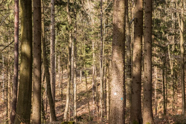 Bomen in het midden van het bos — Stockfoto