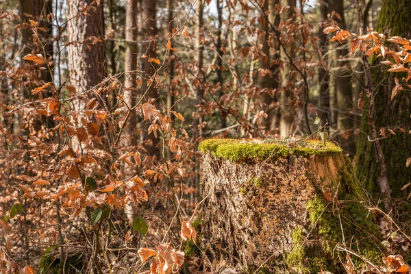 Baumstumpf mitten im Wald — Stockfoto