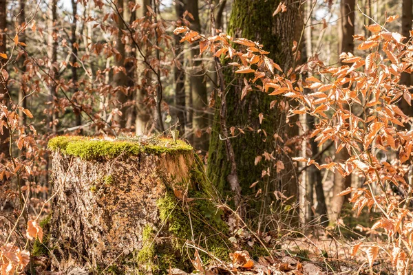 Ormanın ortasında bir ağaç güdük — Stok fotoğraf