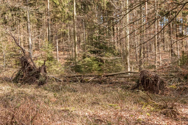 Große umgestürzte Bäume mitten im Wald — Stockfoto
