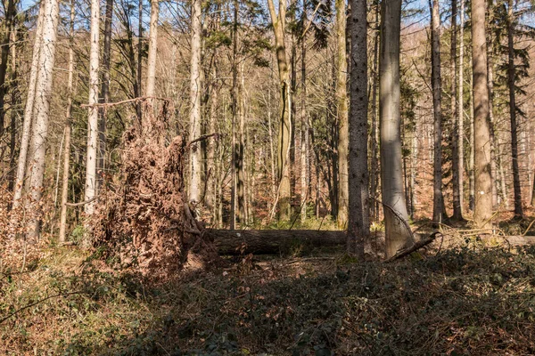 Grote gevallen bomen in het midden van het bos — Stockfoto