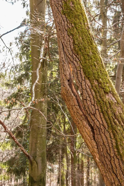 Árbol dañado en medio del bosque — Foto de Stock