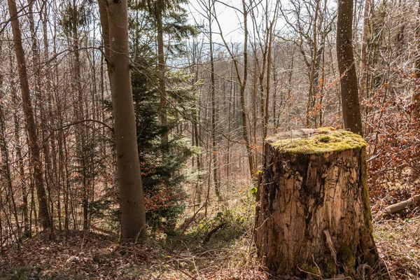 Tombe d'un arbre au milieu de la forêt — Photo