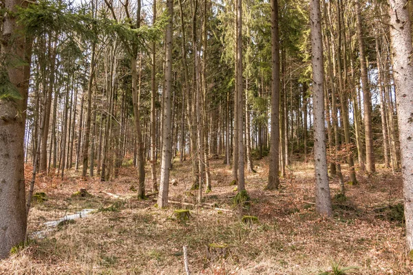 Bomen in het midden van het bos — Stockfoto