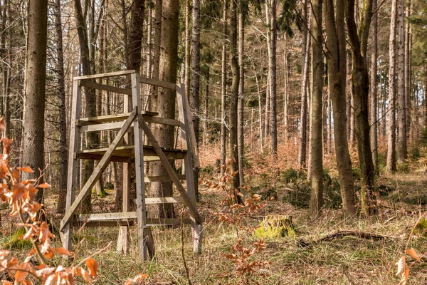 Piel levantada en medio del bosque — Foto de Stock