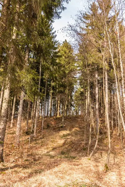 Bäume mitten im Wald — Stockfoto