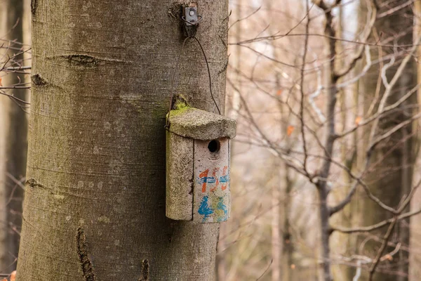 Kleine vogel tafel op een grote oude boom — Stockfoto