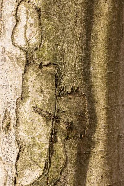 Tronco de árvore com cicatrizes no meio da floresta — Fotografia de Stock