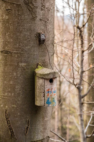 Kleine vogel tafel op een grote oude boom — Stockfoto