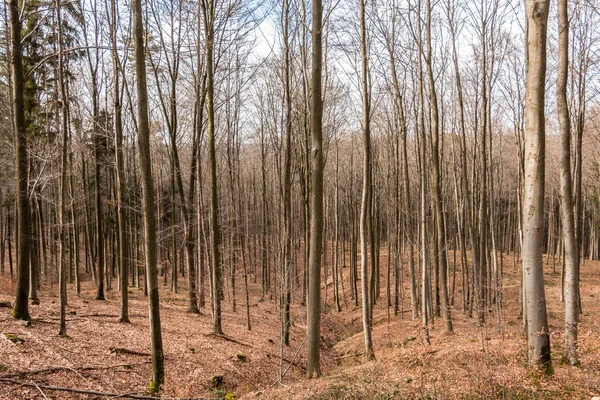 Bomen in het midden van het bos — Stockfoto