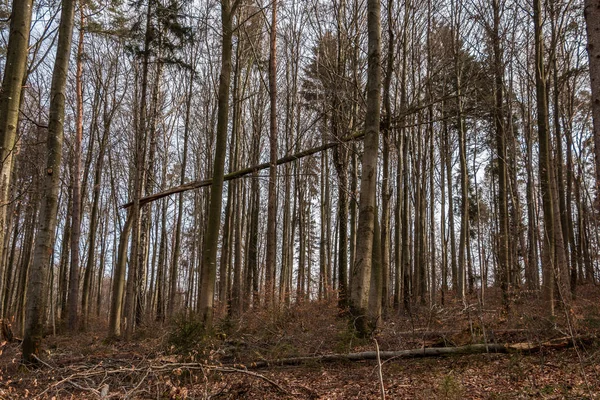 Arbres au milieu de la forêt — Photo
