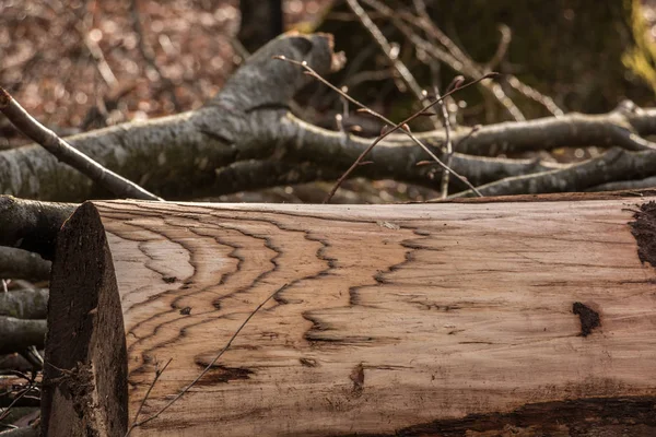 Büyük ağaçlar ormandaki woodpile — Stok fotoğraf