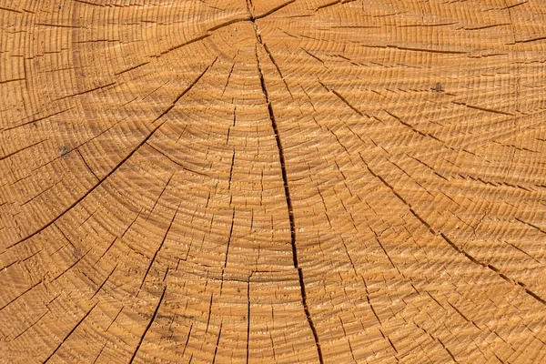 Struttura in legno di un tronco d'albero in mezzo alla foresta — Foto Stock