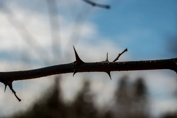 Bush d'épines au milieu de la forêt — Photo