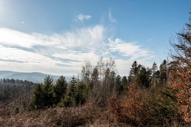 Ormanın ortasında ağaç