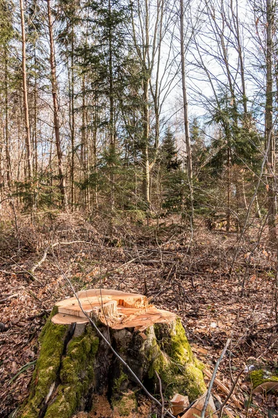 Κολόβωμα ενός δέντρου στη μέση του δάσους — Φωτογραφία Αρχείου