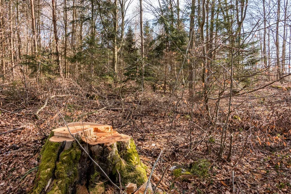 Pnia drzewa w środku lasu — Zdjęcie stockowe