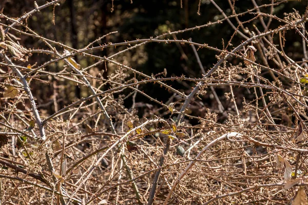 Bush de espinas en medio del bosque — Foto de Stock