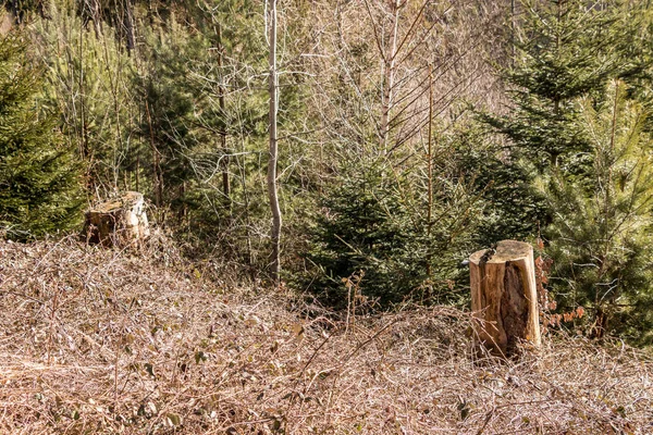 Ormanın ortasında bir ağaç güdük — Stok fotoğraf