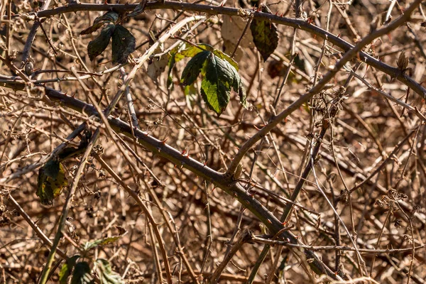 Bush de espinas en medio del bosque — Foto de Stock