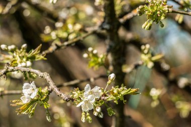 Yeşil alan üzerinde bir ağaç üzerinde beyaz çiçekleri