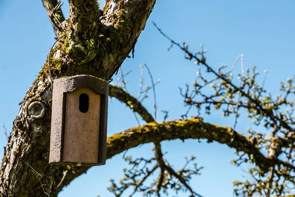 Lilla fågelbordet på en gammal Mossy äppelträd — Stockfoto