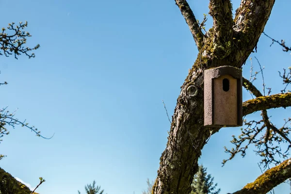 Kleine vogel tafel op een oude Mossy Apple Tree — Stockfoto