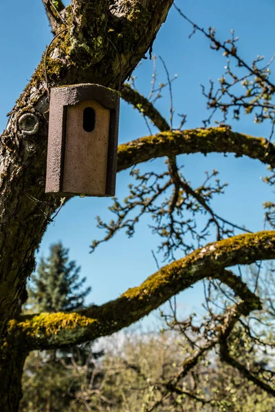 Kleine vogel tafel op een oude Mossy Apple Tree — Stockfoto