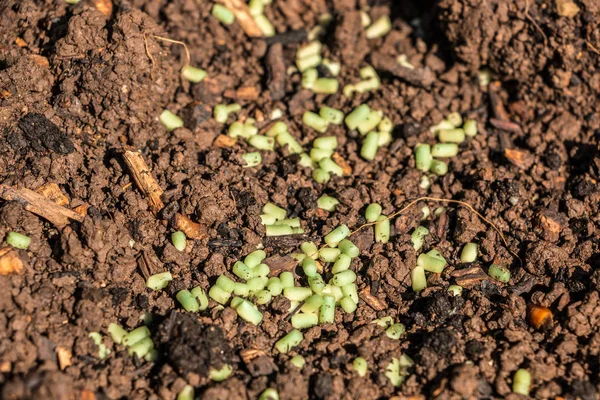 Gránulos de caracol verde en el suelo marrón en el jardín — Foto de Stock