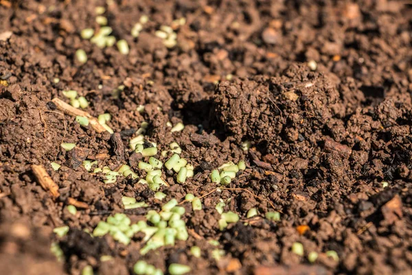 Gránulos de caracol verde en el suelo marrón en el jardín — Foto de Stock