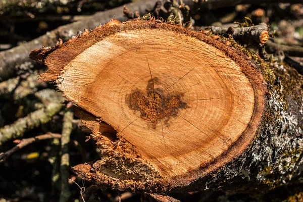 Madera aserrada en el jardín verde — Foto de Stock