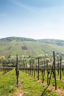 Bağ ve köyü yakınlarında çiçek açan ağaçlar