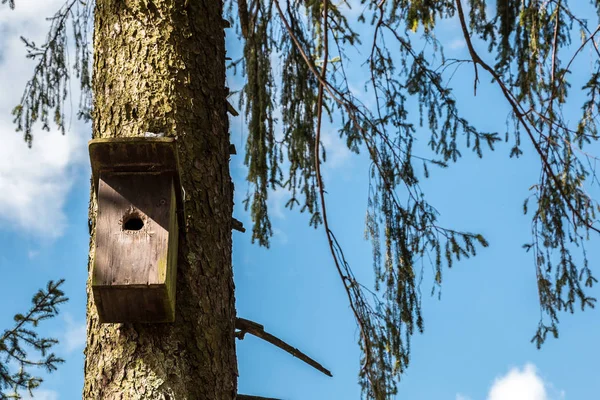 Tafeltje van de vogel op een oude mossy boom — Stockfoto