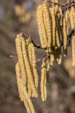 Fındık ağacı ve bir sürü büyük sarı fındık poleni.