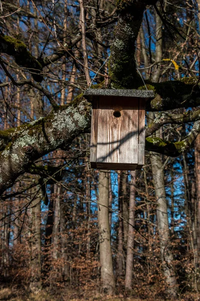 Liten Fågel Bord Ett Stort Och Gammalt Träd — Stockfoto