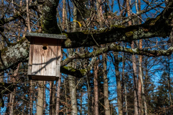 Mały Ptasi Stół Wielkim Starym Drzewie — Zdjęcie stockowe