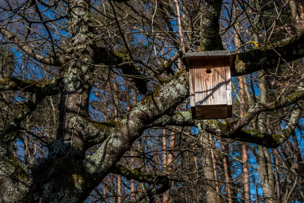 Mały Ptasi Stół Wielkim Starym Drzewie — Zdjęcie stockowe