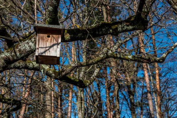 Liten Fågel Bord Ett Stort Och Gammalt Träd — Stockfoto